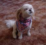 Pet Scarf in large and small sizes, click for more views