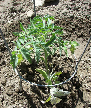 How to plant tomatoes