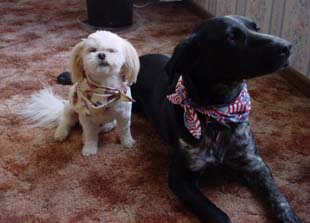Pet Scarfs in small and large size