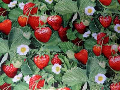 Strawberry Garden