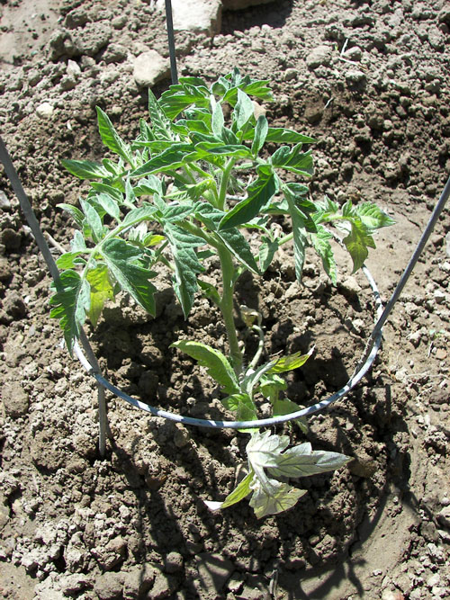 Tomato Plant